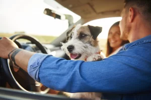 Vacaciones con mi perro