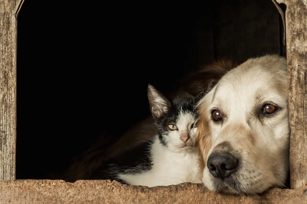 mi gatito y mi perro se llevaran bien