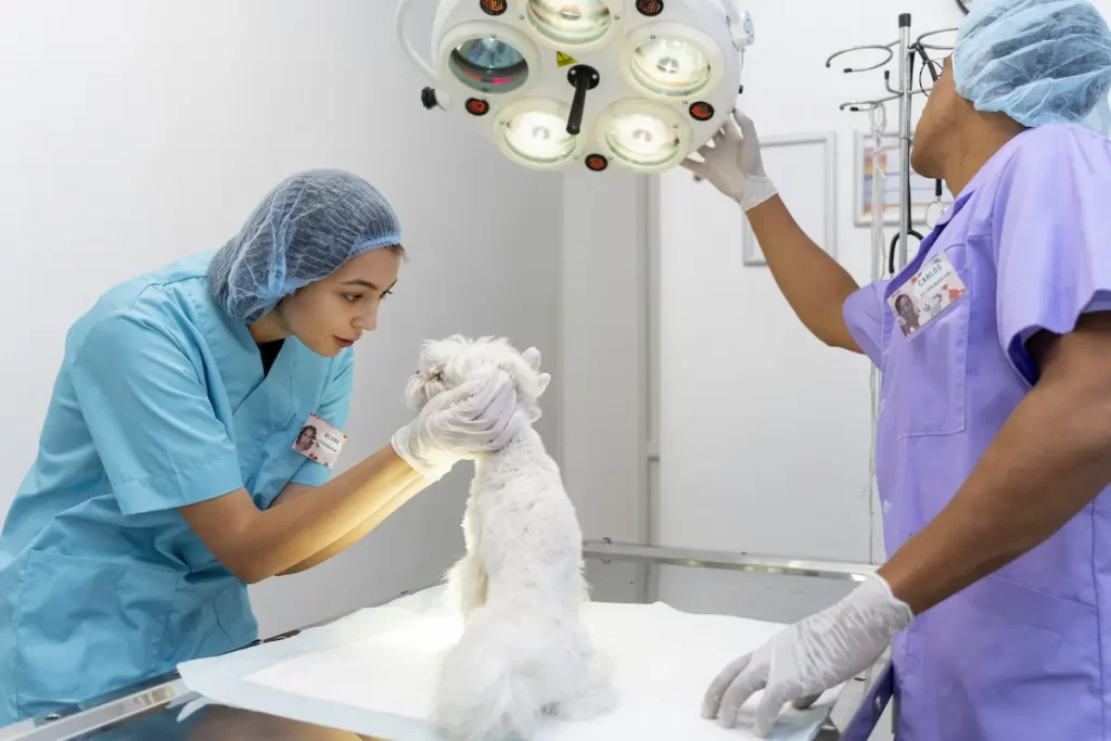cirugía mascotas