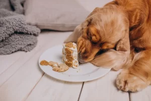 Torta para mascotas