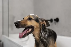 Bañar a mi perro