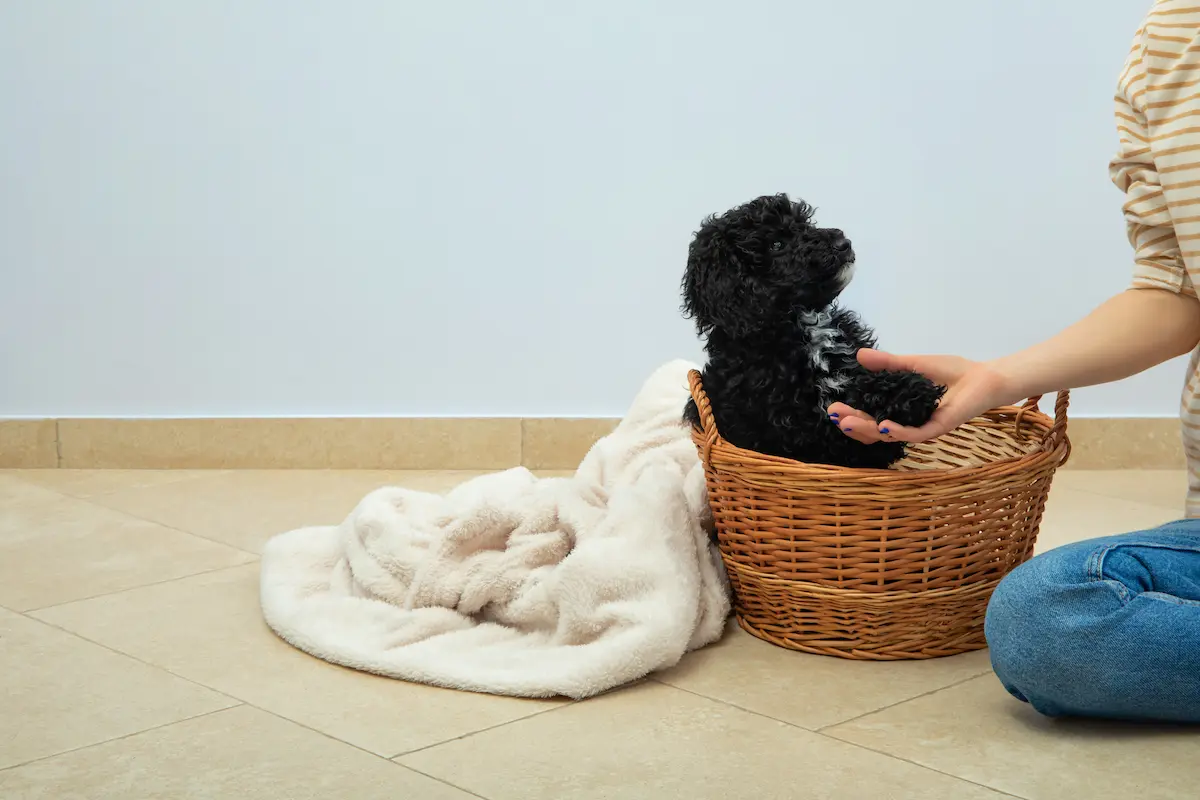 Perros mini o toy: ¿cuáles son las ventajas de tenerlos y cómo cuidarlos?
