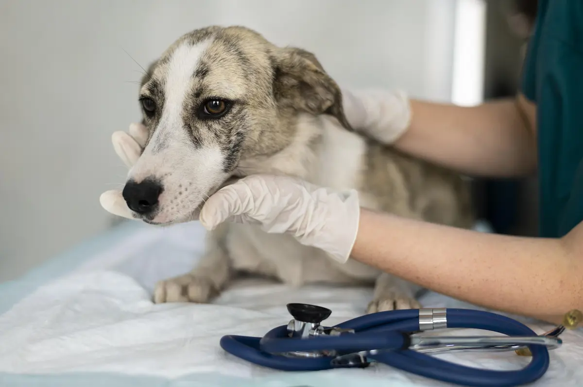 pueden los humanos contraer alopecia de los perros