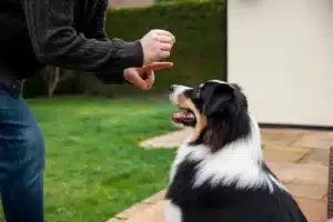 Adiestramiento canino