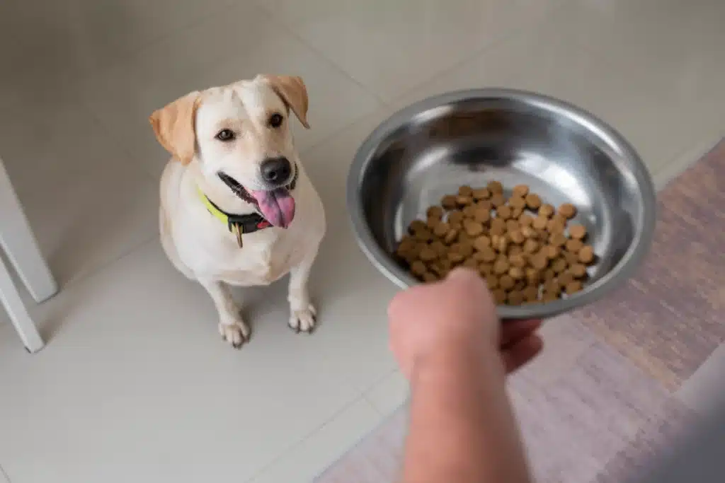 Probióticos para mascotas