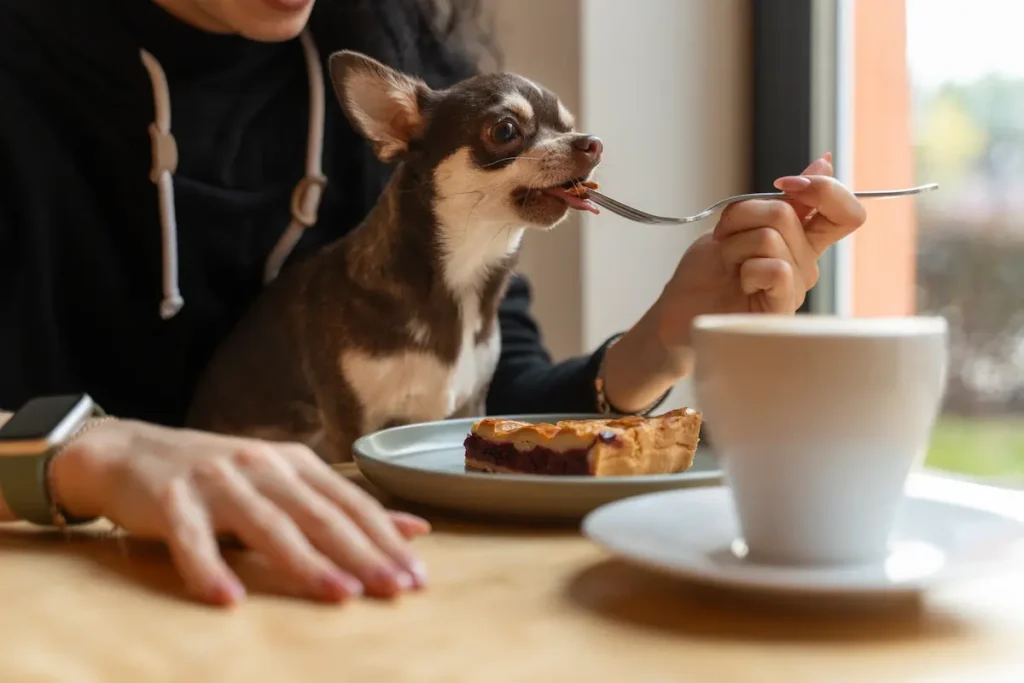 alimentos mascotas