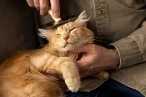 caspa en perros y gatos
