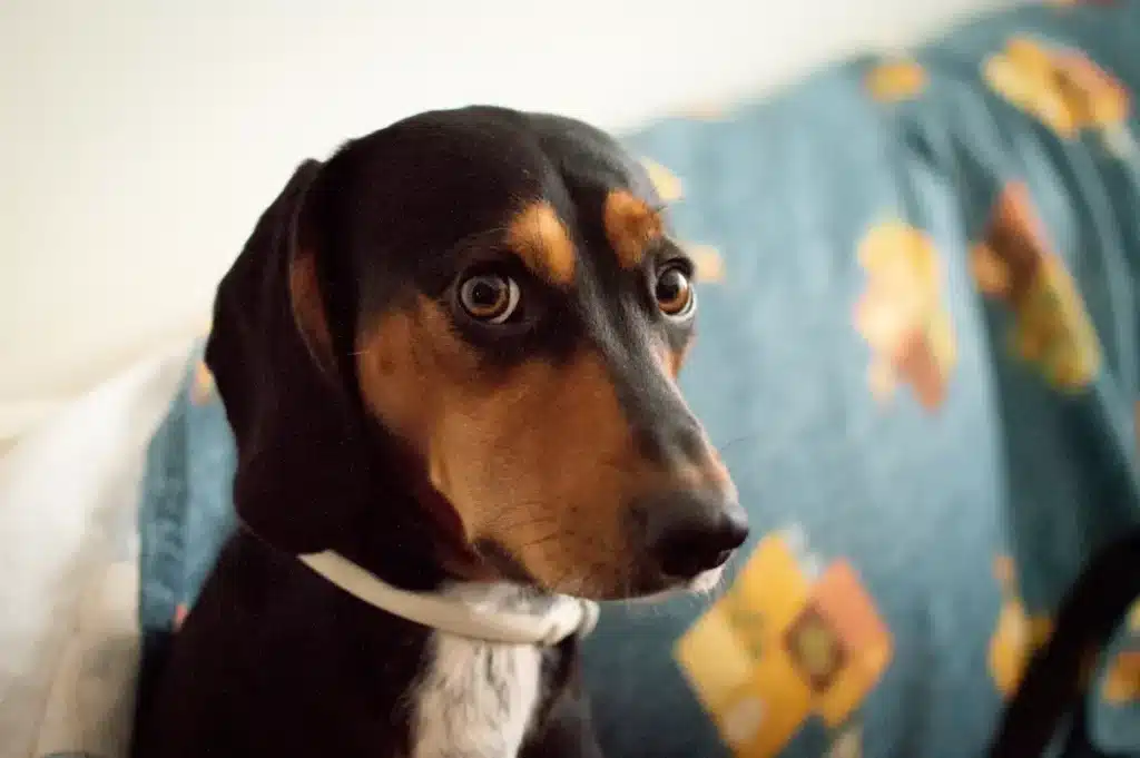 Ojos rojos en perros