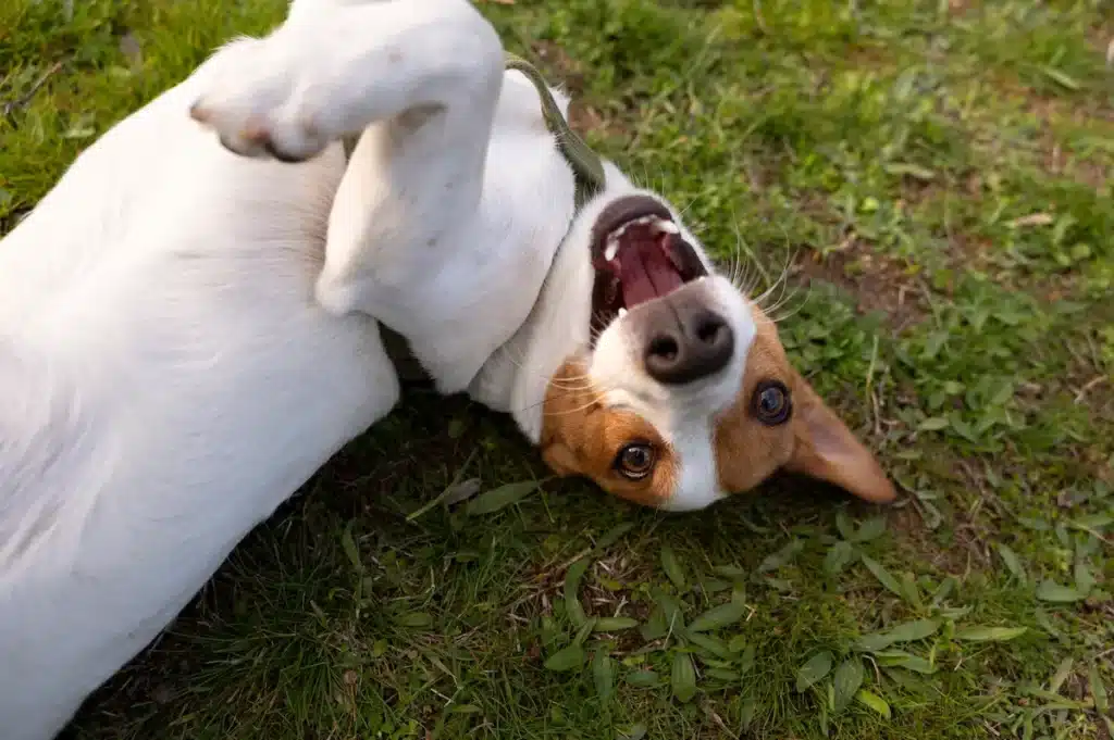 perro se lame las patas