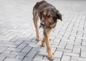 envejecimiento prematuro de tu mascota