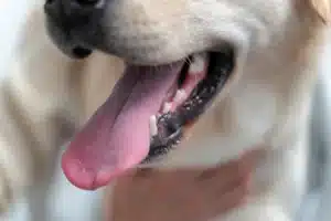 Enfermedad periodontal en perros
