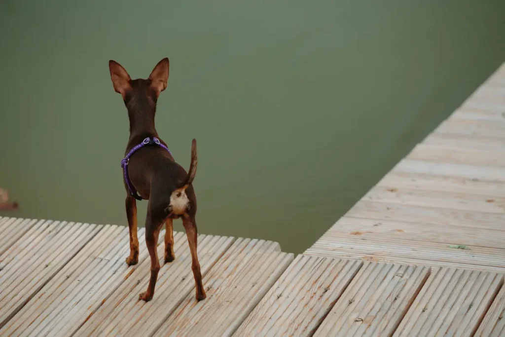 ¿Por qué los perros persiguen su cola?