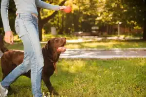 Entrenamiento Canino