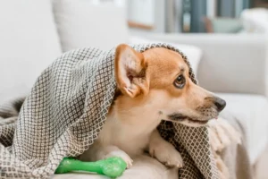 Leptospirosis en perros