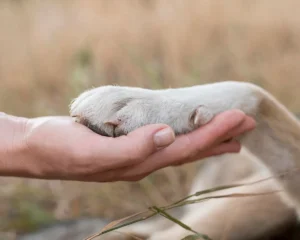 Cuidado de las patas de las mascotas: cómo prevenir problemas y protegerlas